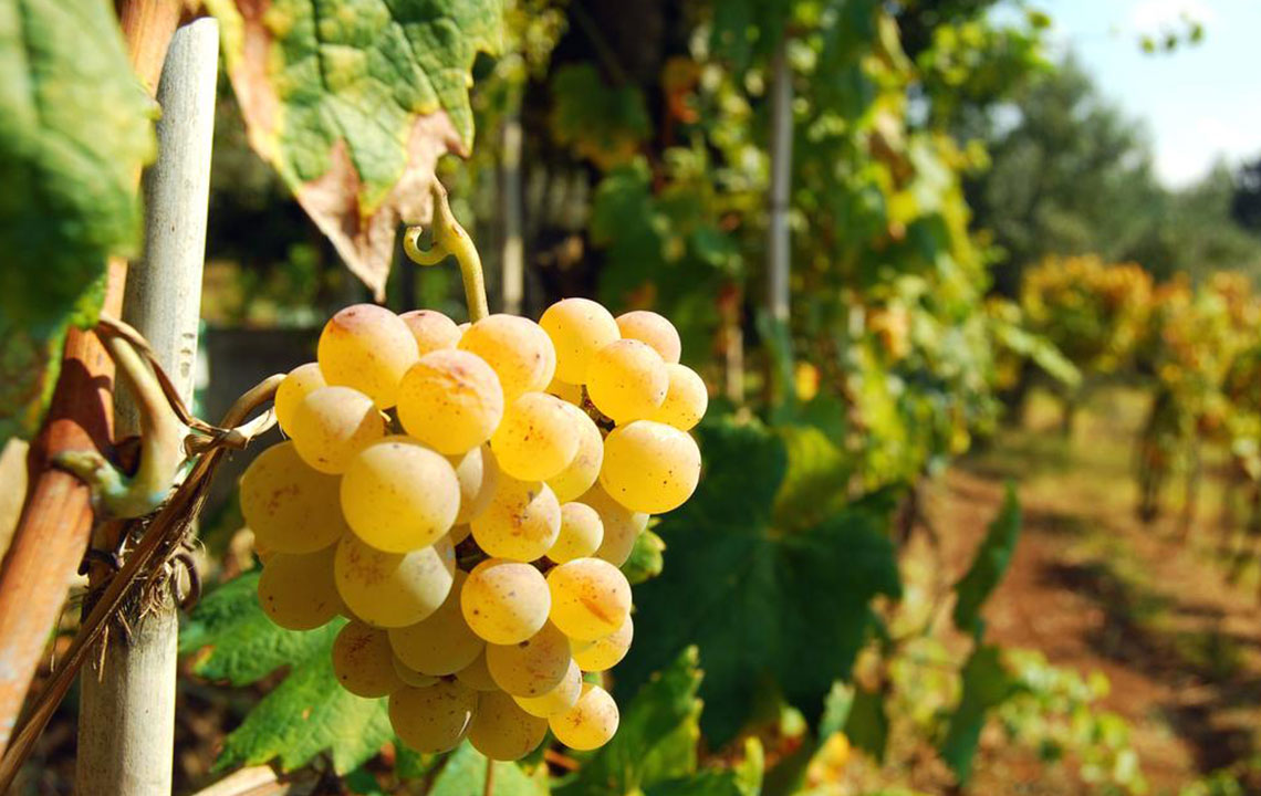 Overactive Bladder – It Effective Symptoms and Home Remedies